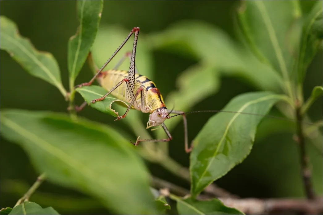 Detail Grasshopper Macro Number 10