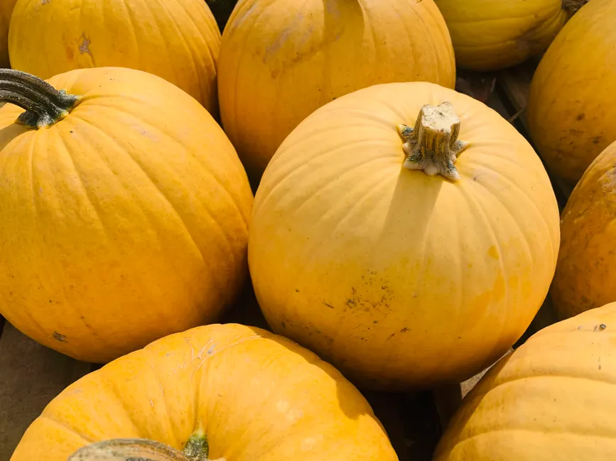 Detail Halloween Pumpkin Texture Close Up Number 11
