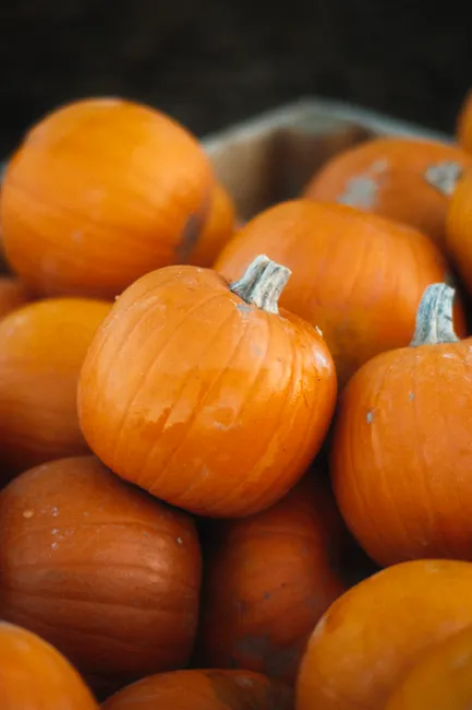Detail Halloween Pumpkin Texture Close Up Number 12