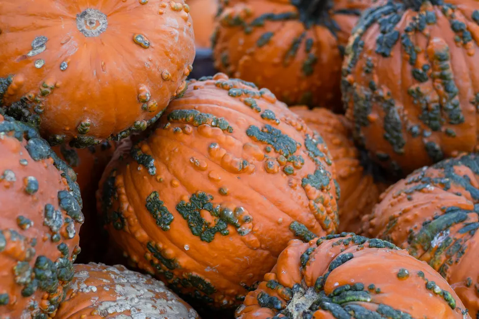 Detail Halloween Pumpkin Texture Close Up Number 14