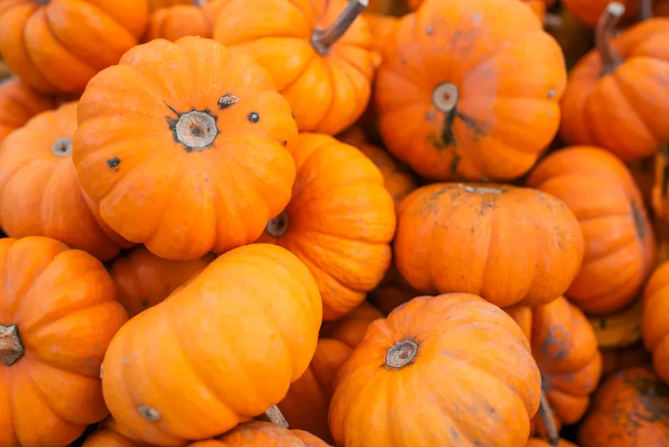 Detail Halloween Pumpkin Texture Close Up Number 16