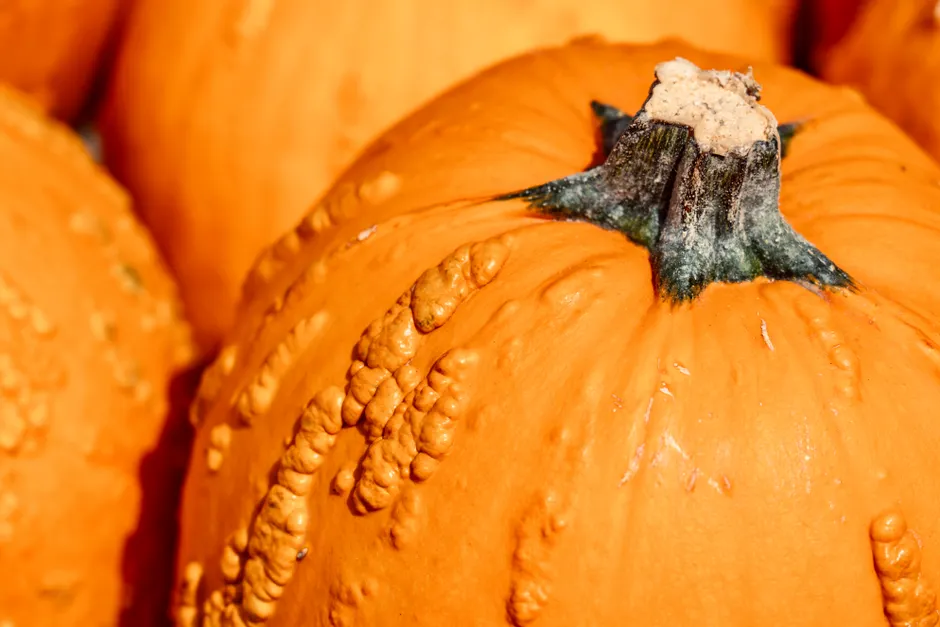 Detail Halloween Pumpkin Texture Close Up Number 20