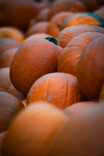 Detail Halloween Pumpkin Texture Close Up Number 4