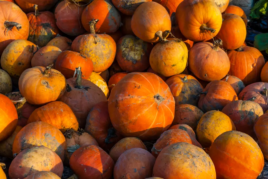 Detail Halloween Pumpkin Texture Close Up Number 6