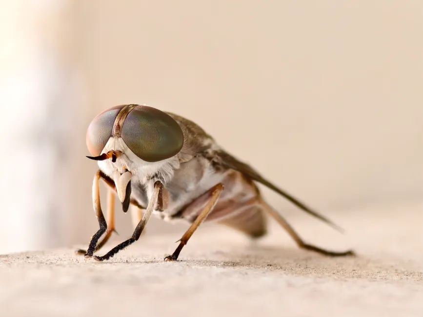 Insect Macro Photography Close Up 3e24