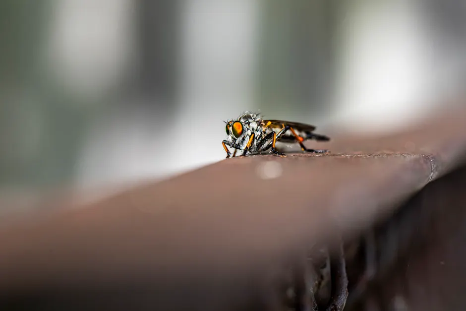 Detail Insect Macro Photography Close Up Number 2