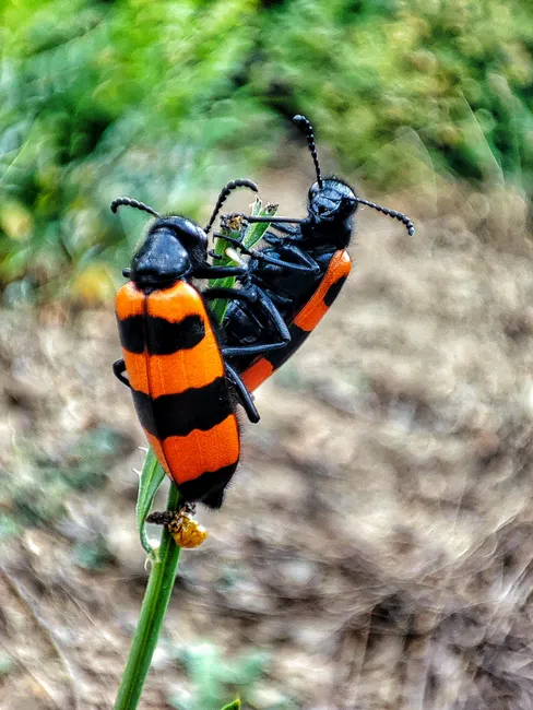 Detail Insect Macro Photography Close Up Number 11