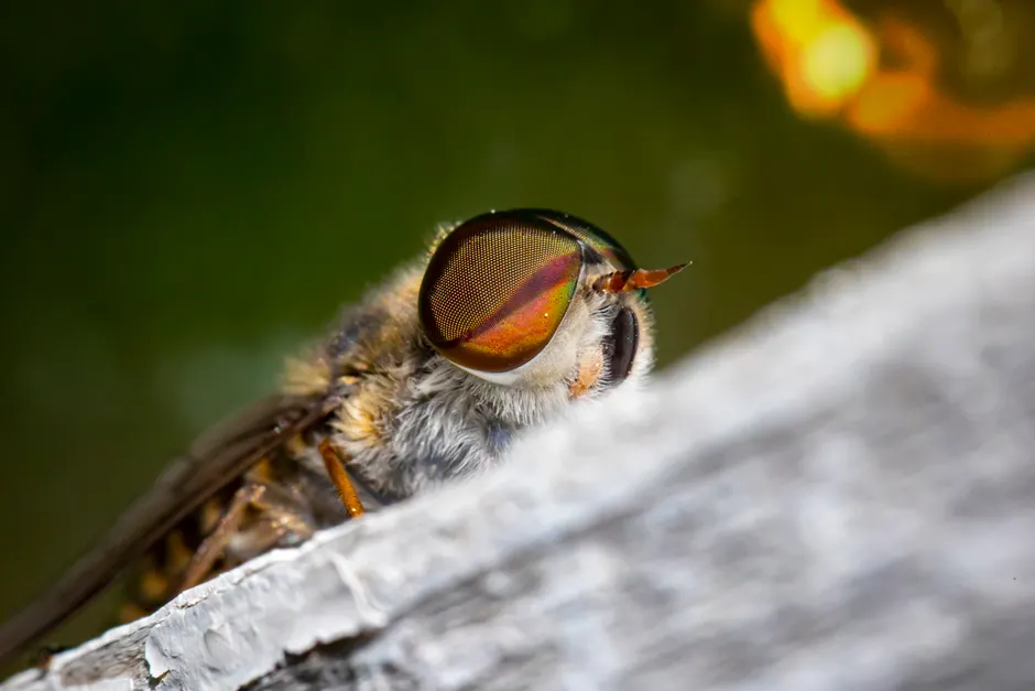Detail Insect Macro Photography Close Up Number 12