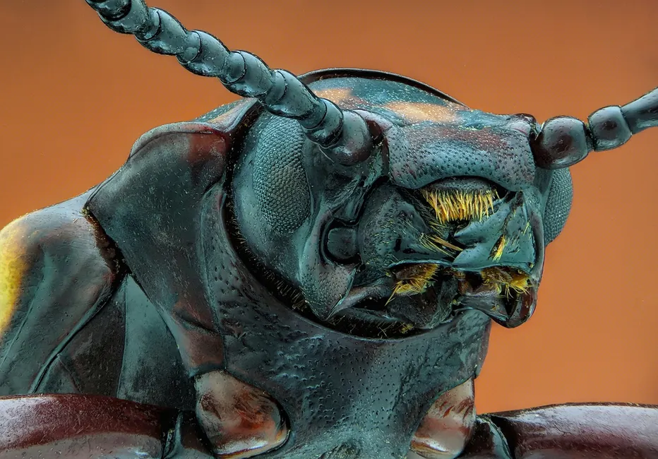 Detail Insect Macro Photography Close Up Number 13