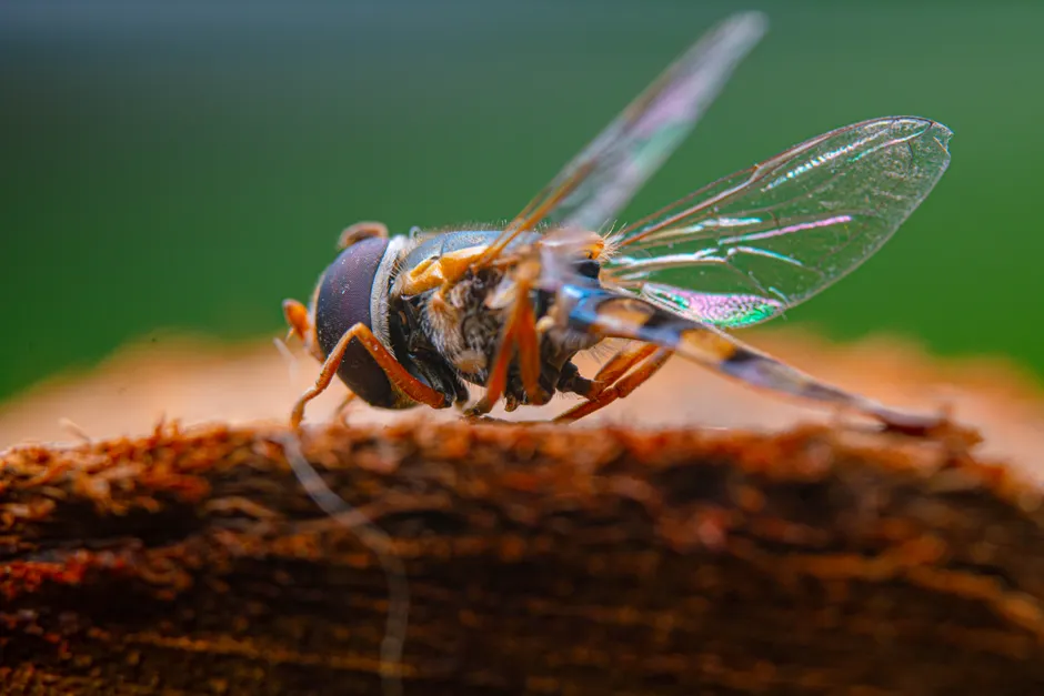 Detail Insect Macro Photography Close Up Number 14
