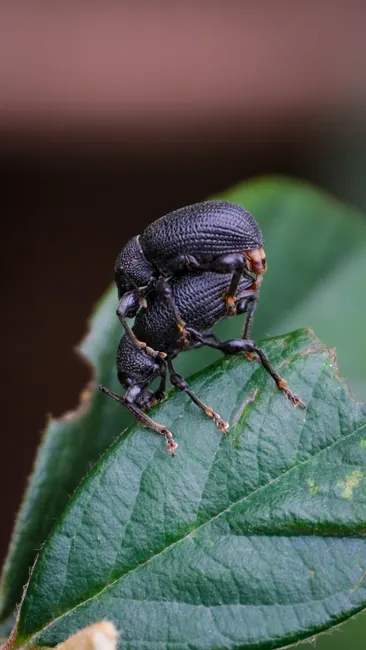Detail Insect Macro Photography Close Up Number 15
