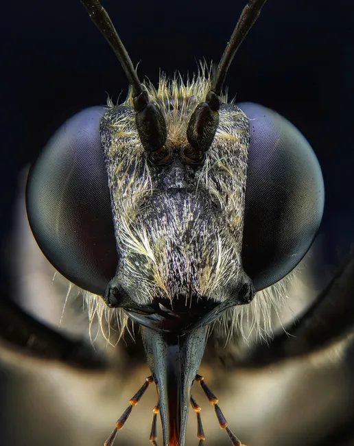Detail Insect Macro Photography Close Up Number 16