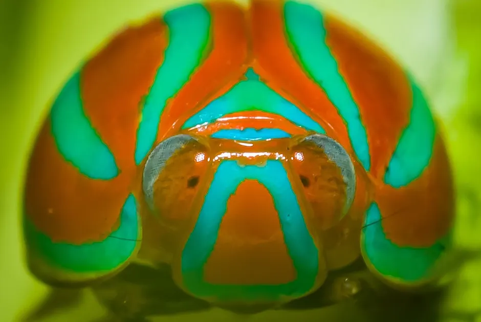 Detail Insect Macro Photography Close Up Number 17