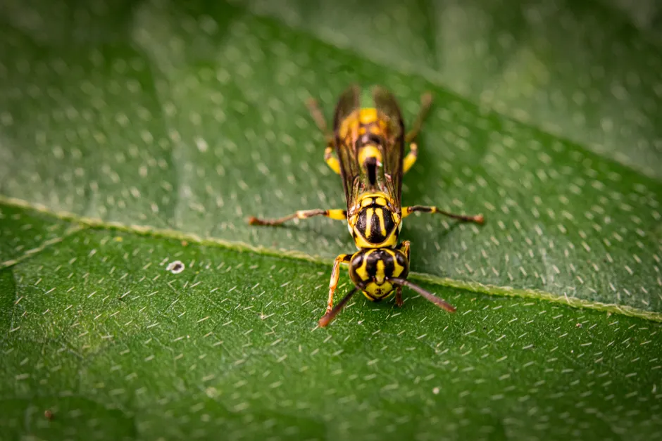 Detail Insect Macro Photography Close Up Number 18
