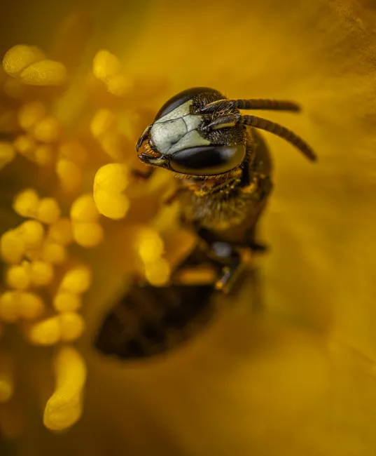 Detail Insect Macro Photography Close Up Number 19