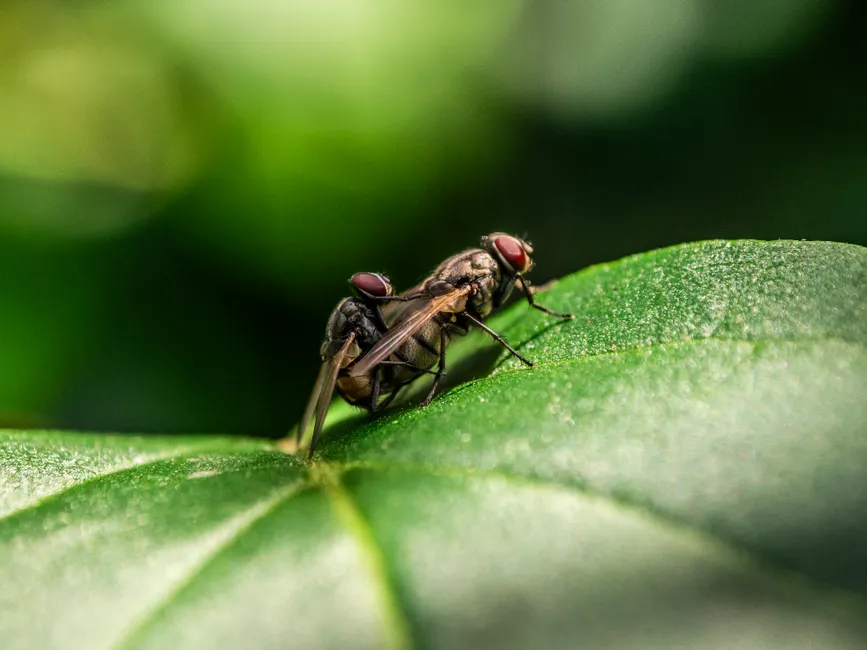 Detail Insect Macro Photography Close Up Number 20