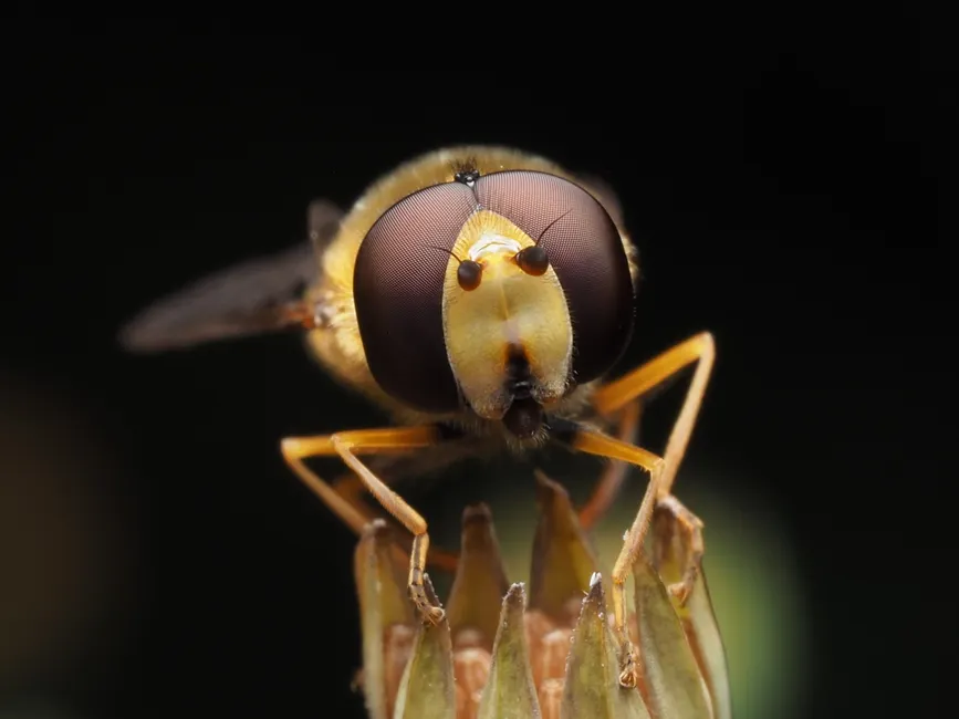 Detail Insect Macro Photography Close Up Number 3