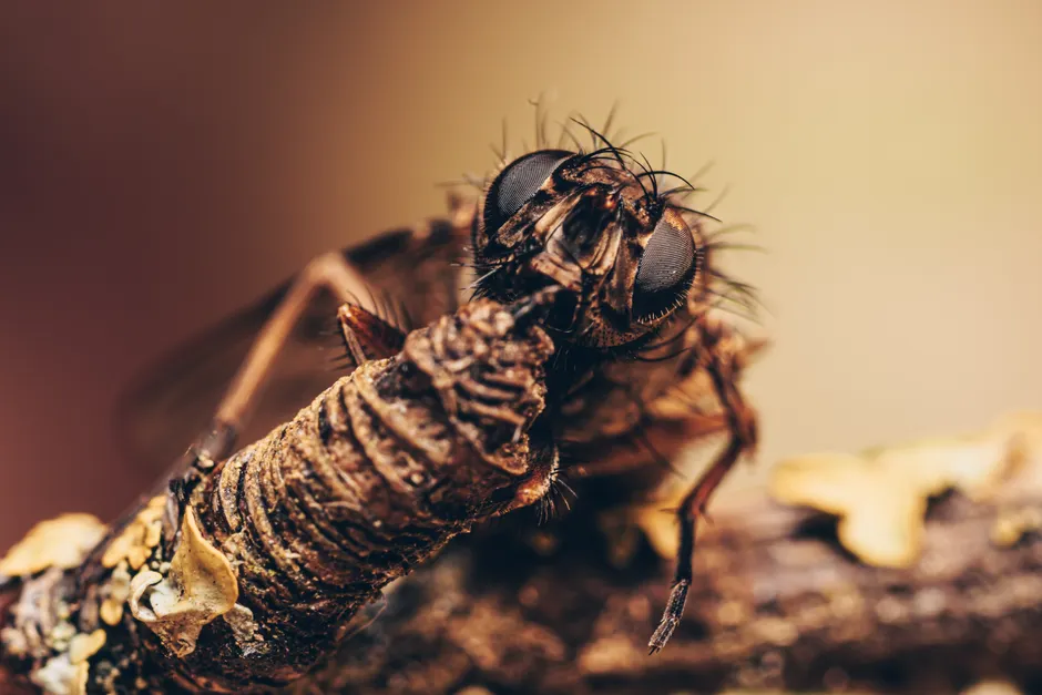 Detail Insect Macro Photography Close Up Number 4
