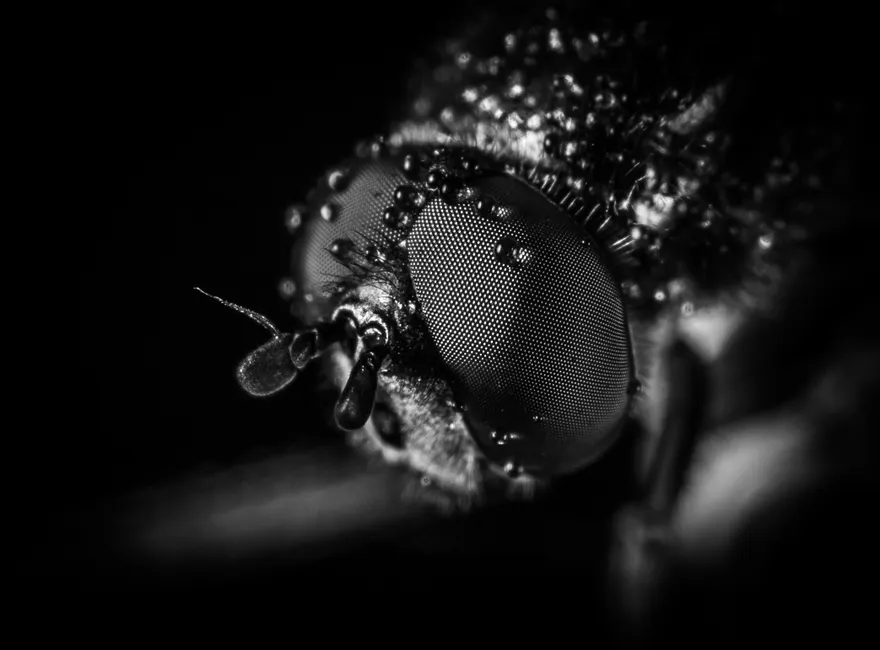 Detail Insect Macro Photography Close Up Number 5