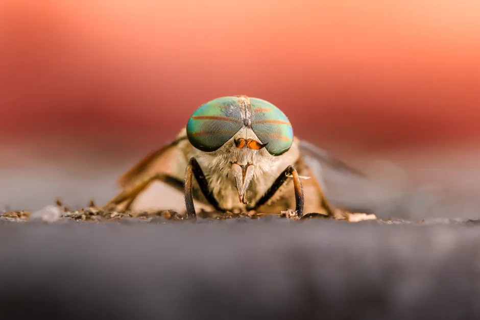 Detail Insect Macro Photography Close Up Number 6