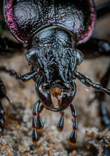 Detail Insect Macro Photography Close Up Number 9