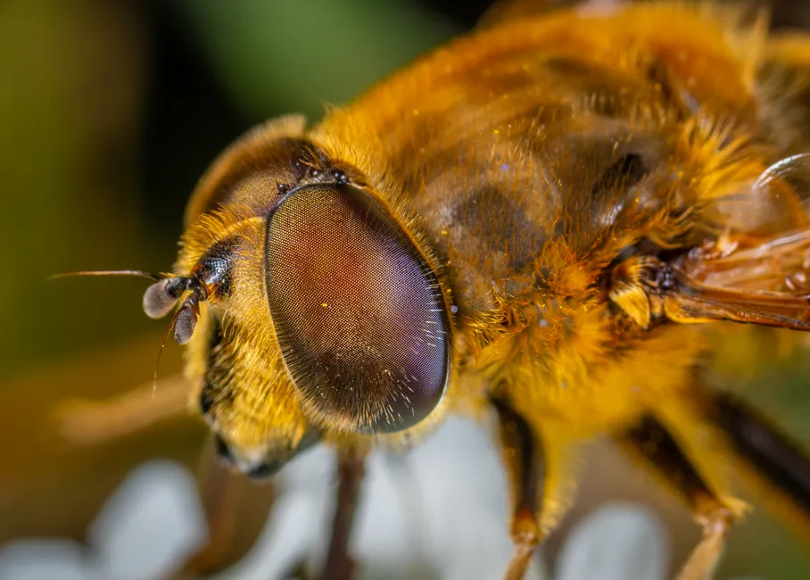Detail Insect Macro Photography Close Up Number 10