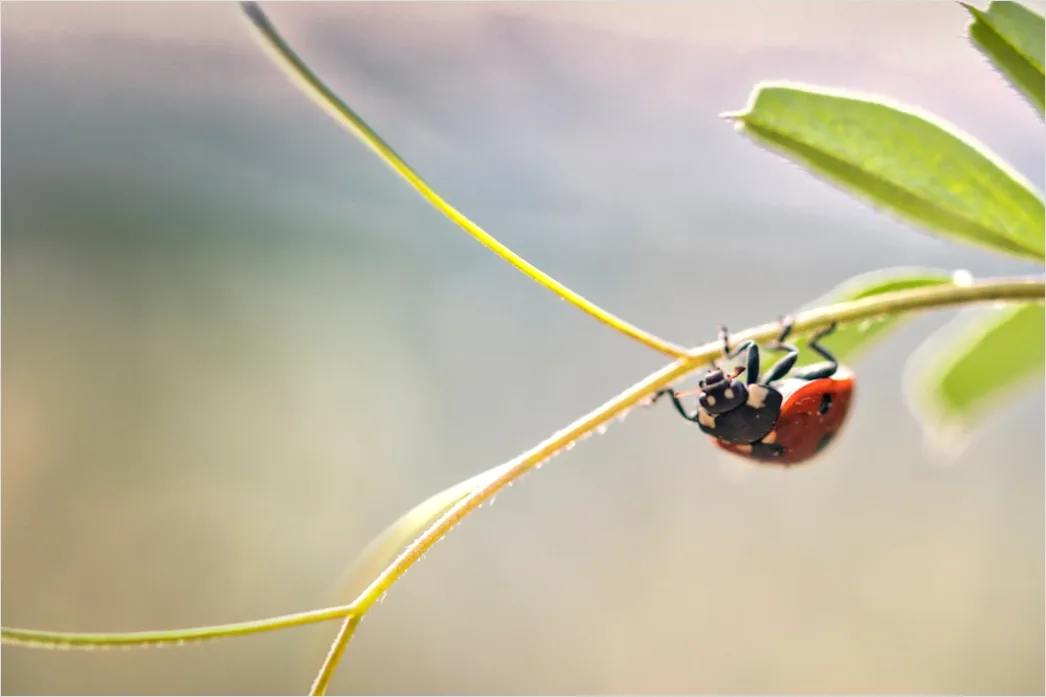 Detail Ladybug Macro Number 11