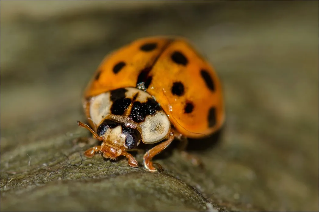 Detail Ladybug Macro Number 12