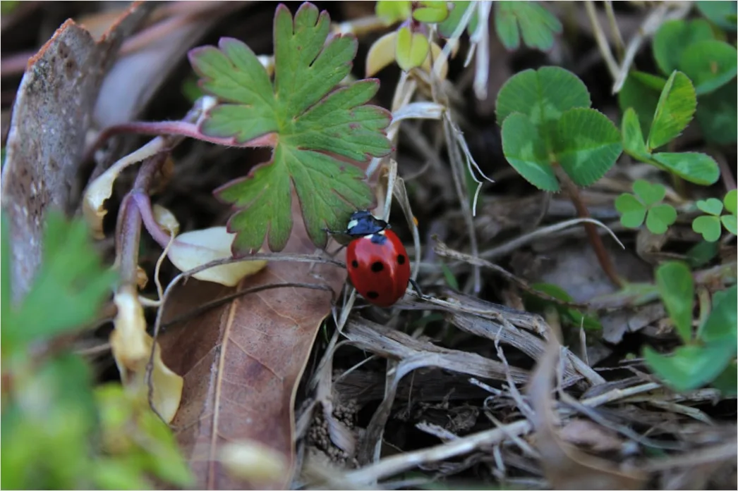 Detail Ladybug Macro Number 13