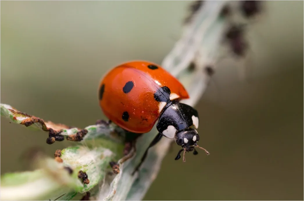 Detail Ladybug Macro Number 14