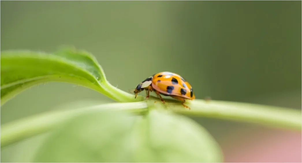 Detail Ladybug Macro Number 16