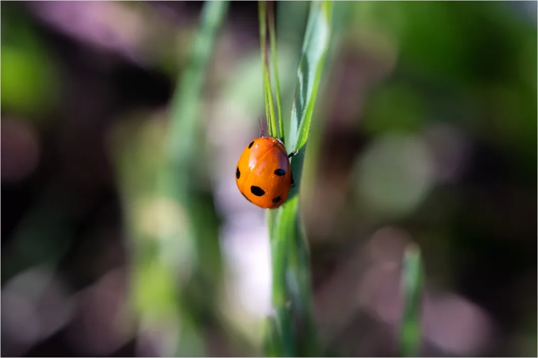 Detail Ladybug Macro Number 17