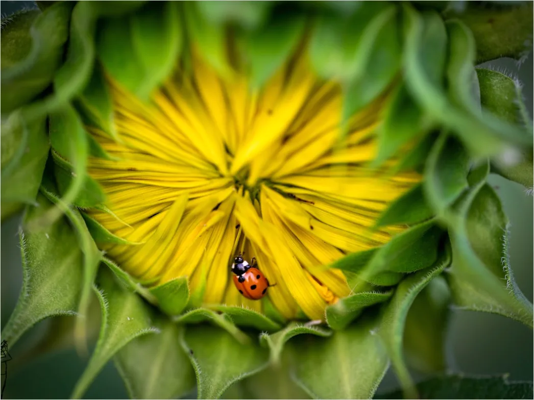 Detail Ladybug Macro Number 19