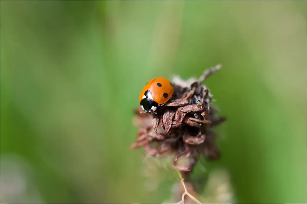Detail Ladybug Macro Number 20