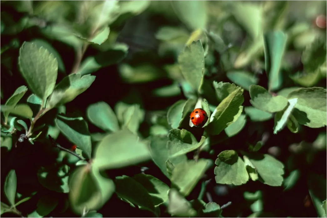 Detail Ladybug Macro Number 3