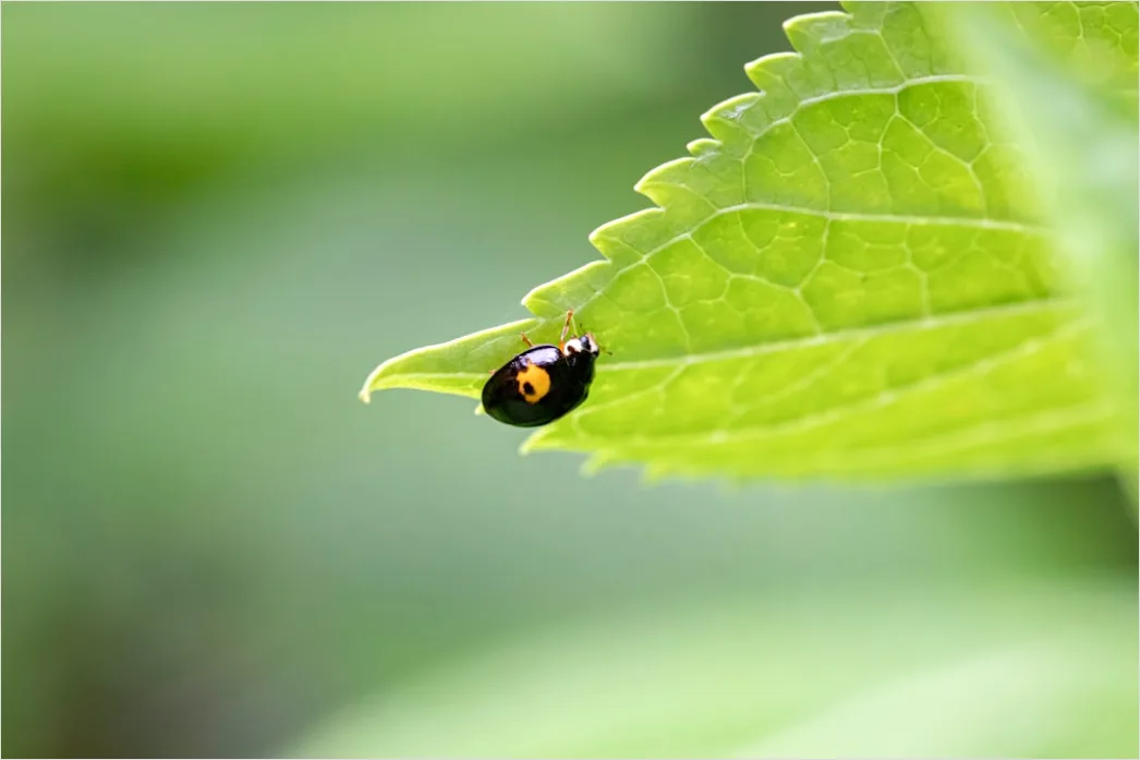 Detail Ladybug Macro Number 4