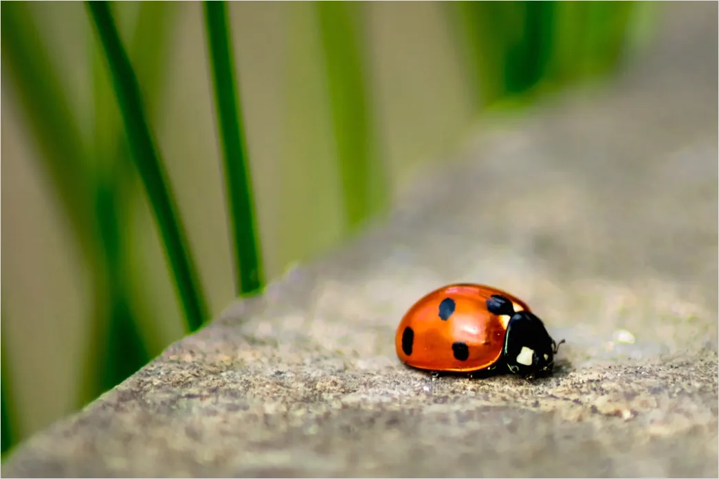 Detail Ladybug Macro Number 5