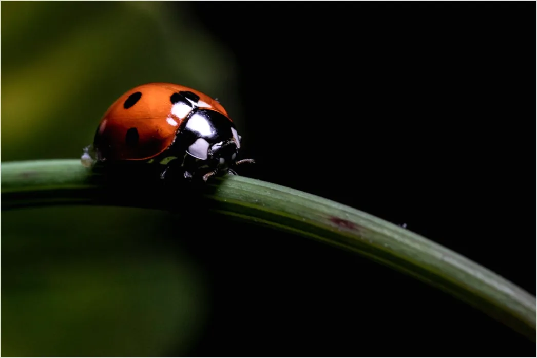 Detail Ladybug Macro Number 6