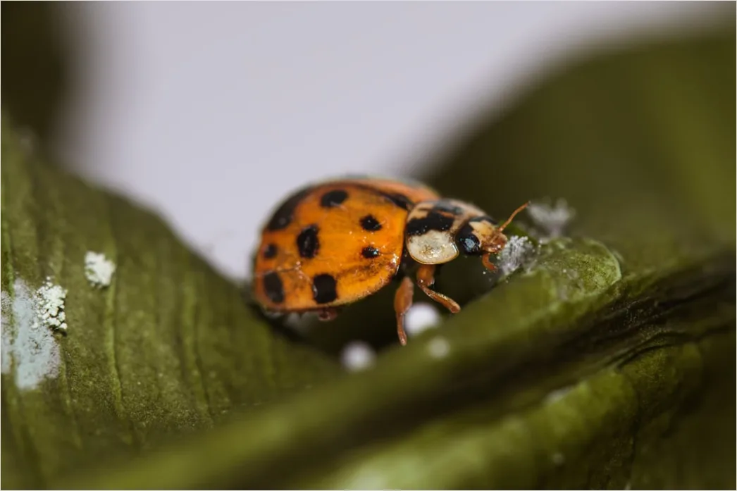 Detail Ladybug Macro Number 7