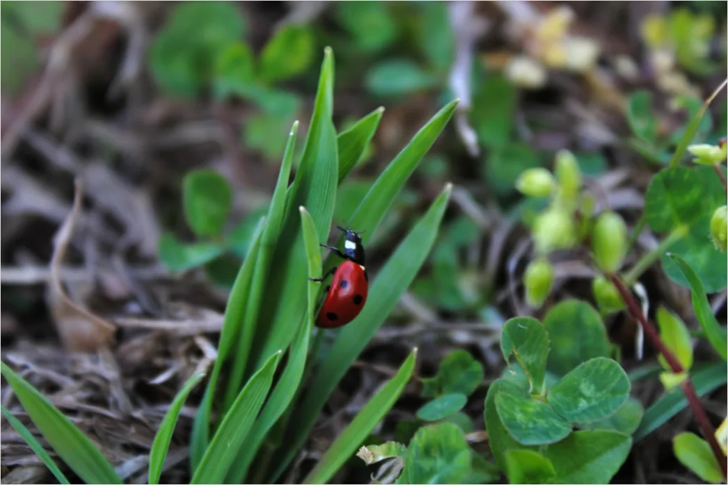 Detail Ladybug Macro Number 8