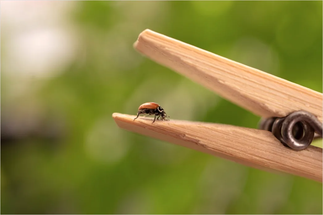 Detail Ladybug Macro Number 9