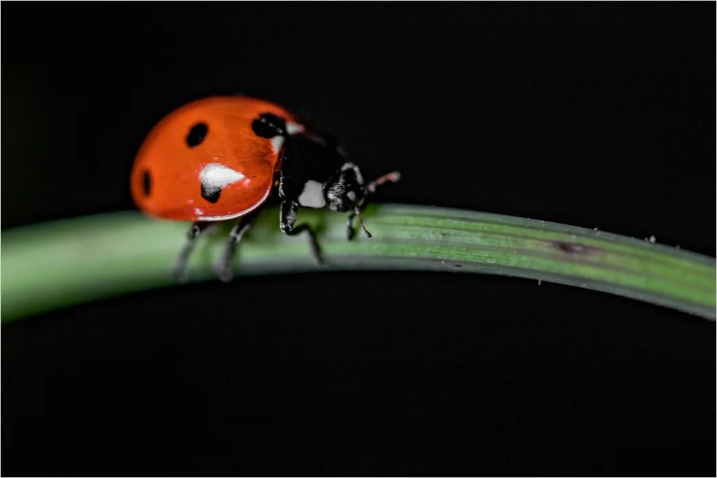 Detail Ladybug Macro Number 10