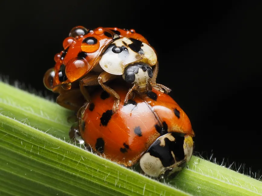 Ladybug Macro Photography Close Up Ef9f