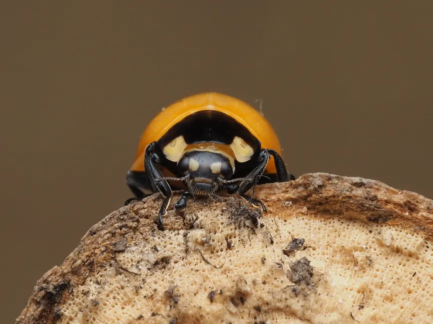 Detail Ladybug Macro Photography Close Up Number 2