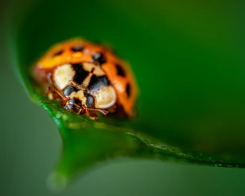 Detail Ladybug Macro Photography Close Up Number 11