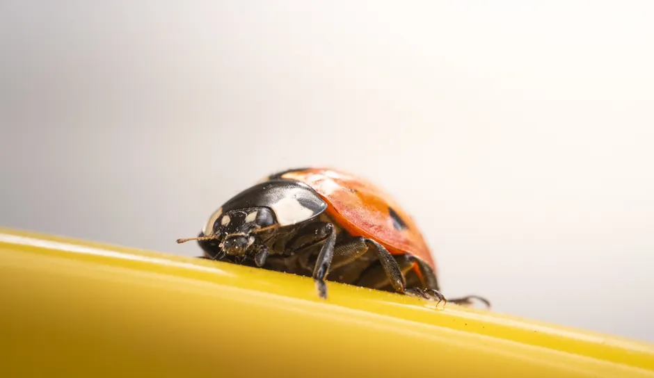 Detail Ladybug Macro Photography Close Up Number 12