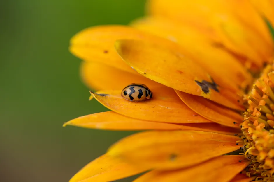 Detail Ladybug Macro Photography Close Up Number 13