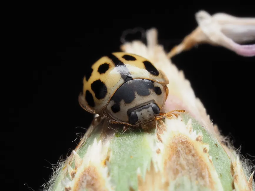 Detail Ladybug Macro Photography Close Up Number 14