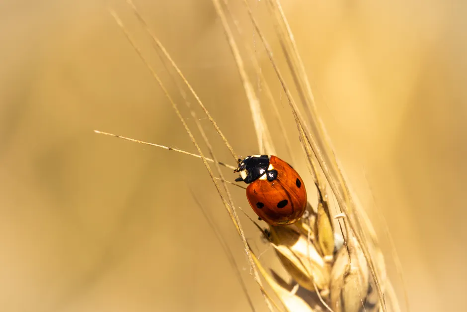 Detail Ladybug Macro Photography Close Up Number 15