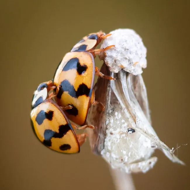 Detail Ladybug Macro Photography Close Up Number 16